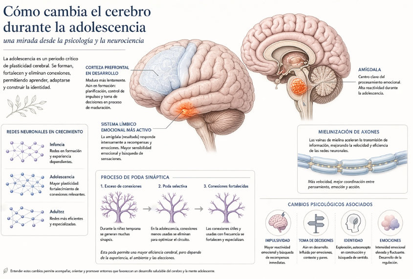 Cómo cambia el cerebro durante la adolescencia: una mirada desde la psicología y la neurociencia